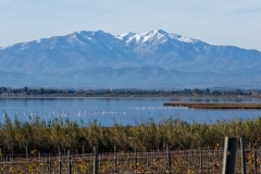 Vignes-etang-flamands